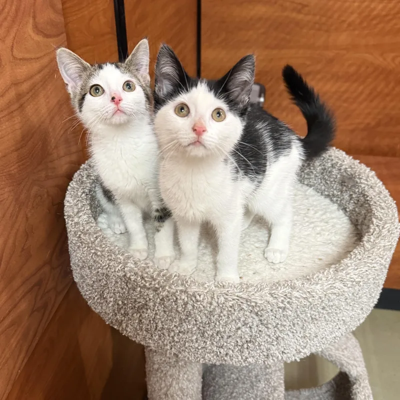 A baby medium-sized male Black & White / Tuxedo Domestic Short Hair cat named Noodle And Dumpling for adoption in Old Bridge, NJ