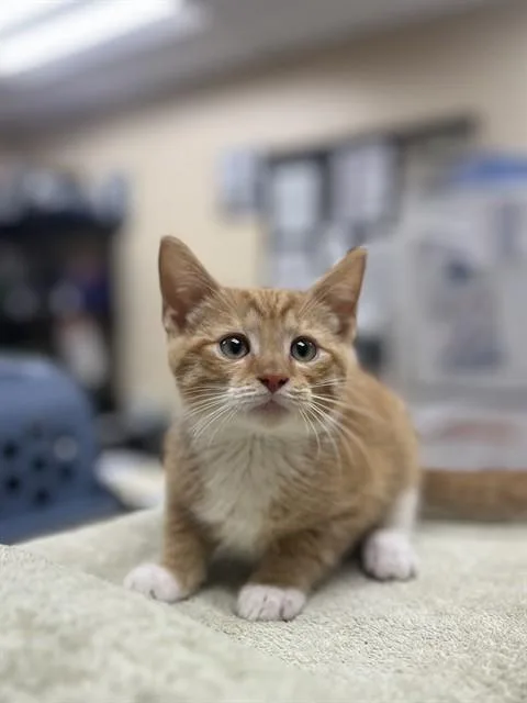 A baby small-sized male Domestic Short Hair cat named Hippy for adoption in Aliquippa, PA