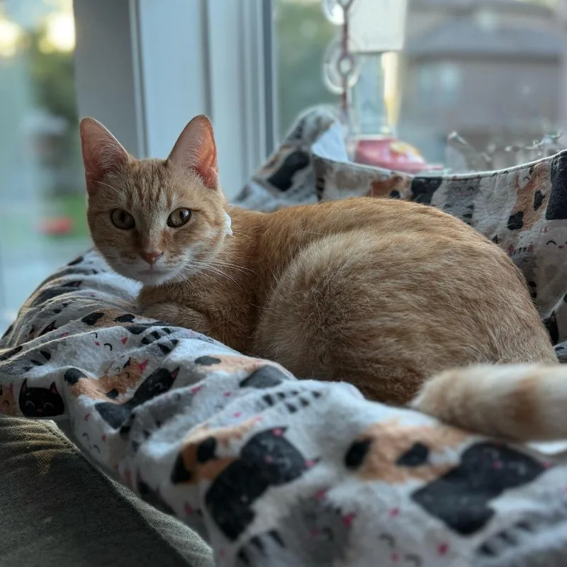 An adult medium-sized female Orange / Red Domestic Short Hair cat named Junie Rae for adoption in Shawnee, KS