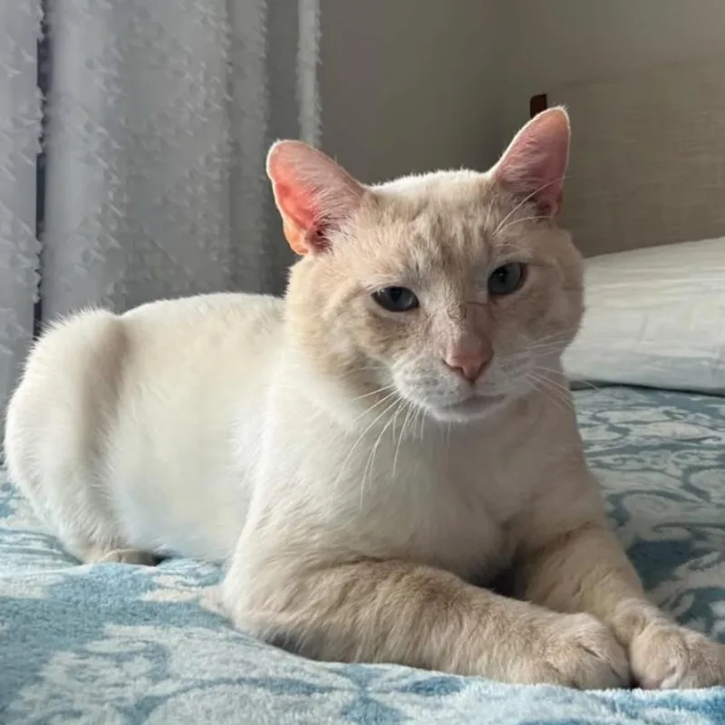 An adult large-sized male Domestic Short Hair cat named Mike Tyson for adoption in Cumming, GA
