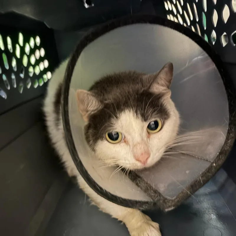 An adult medium-sized female Domestic Short Hair cat named Cavatappi for adoption in Tacoma, WA
