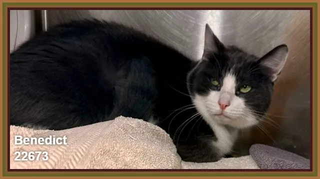 An adult large-sized male Domestic Short Hair cat named Benedict for adoption in Marietta, GA
