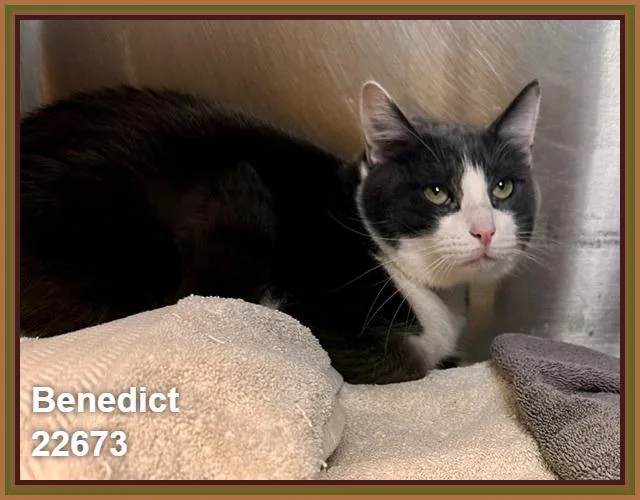 Benedict thumbnail 2