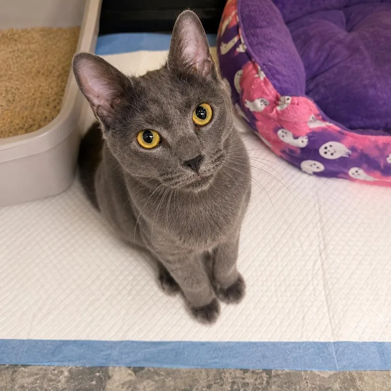 An adult medium-sized female Gray / Blue / Silver Domestic Short Hair cat named Smokey for adoption in Howard beach, NY