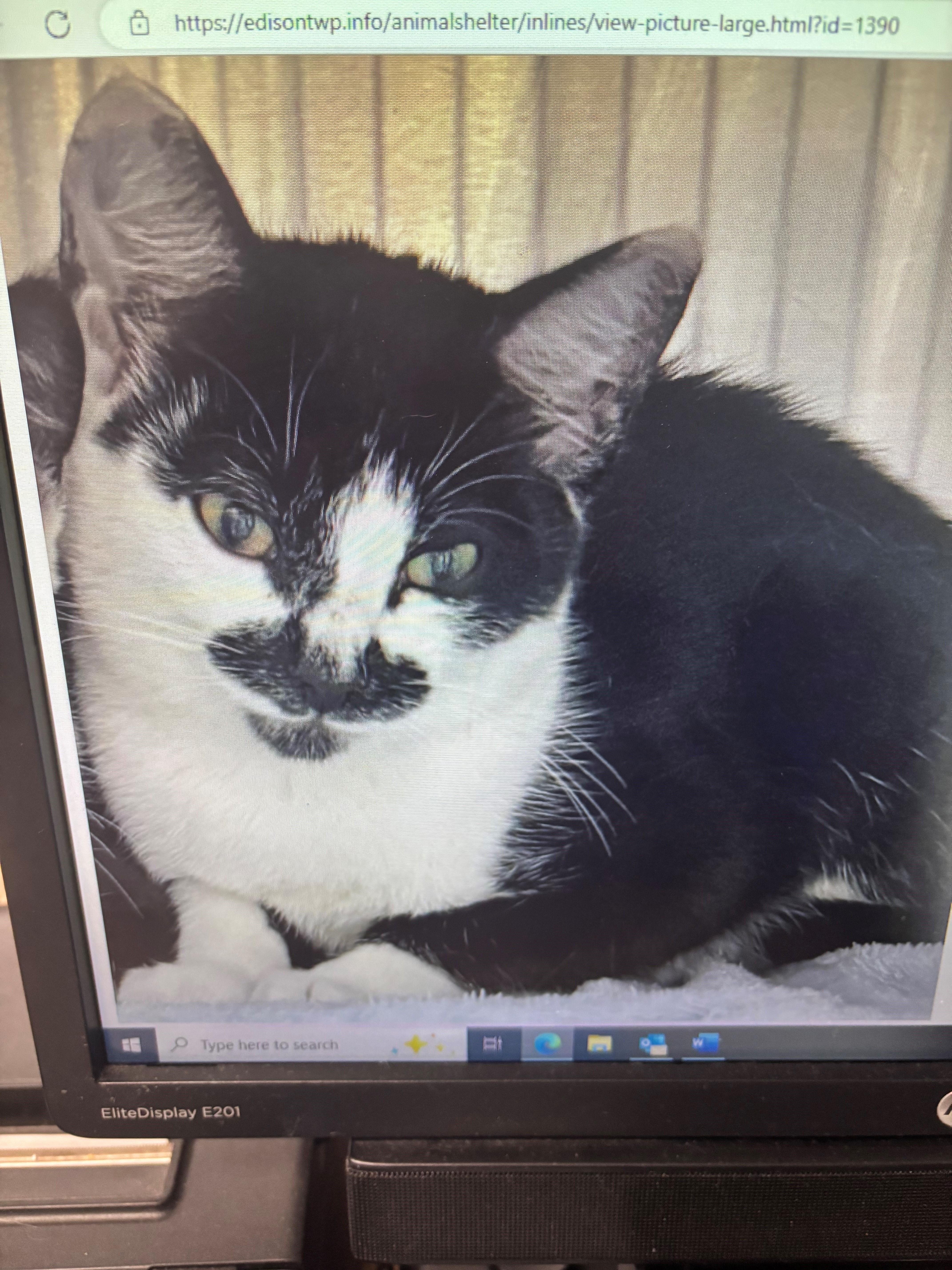 A young medium-sized female Black Domestic Short Hair cat named River for adoption in Edison, NJ