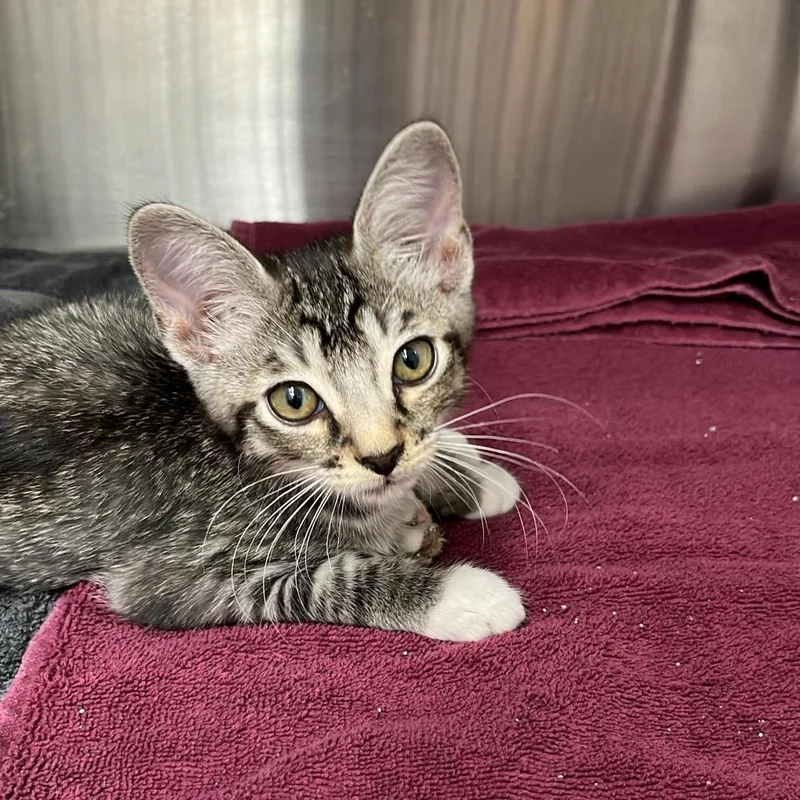 A baby small-sized male Brown / Chocolate Domestic Short Hair cat named Hank for adoption in Lake Panasoffkee, FL