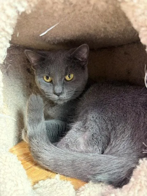 An adult medium-sized female Russian Blue cat named Champaign for adoption in Chicago, IL