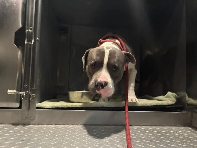 Tank