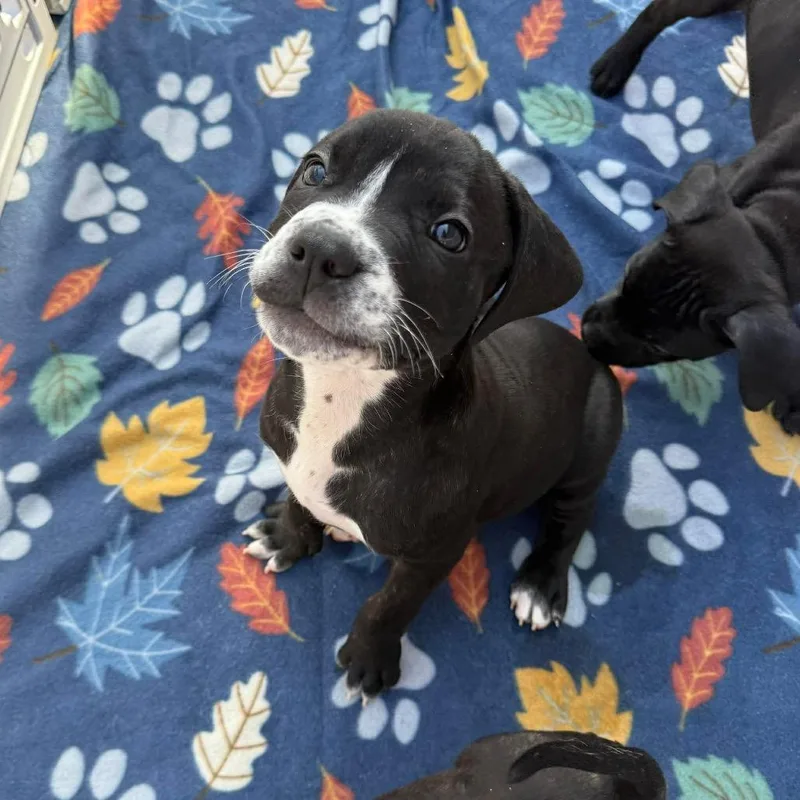 A baby small-sized male Black Black Labrador Retriever dog named Ketchup for adoption in Tampa, FL