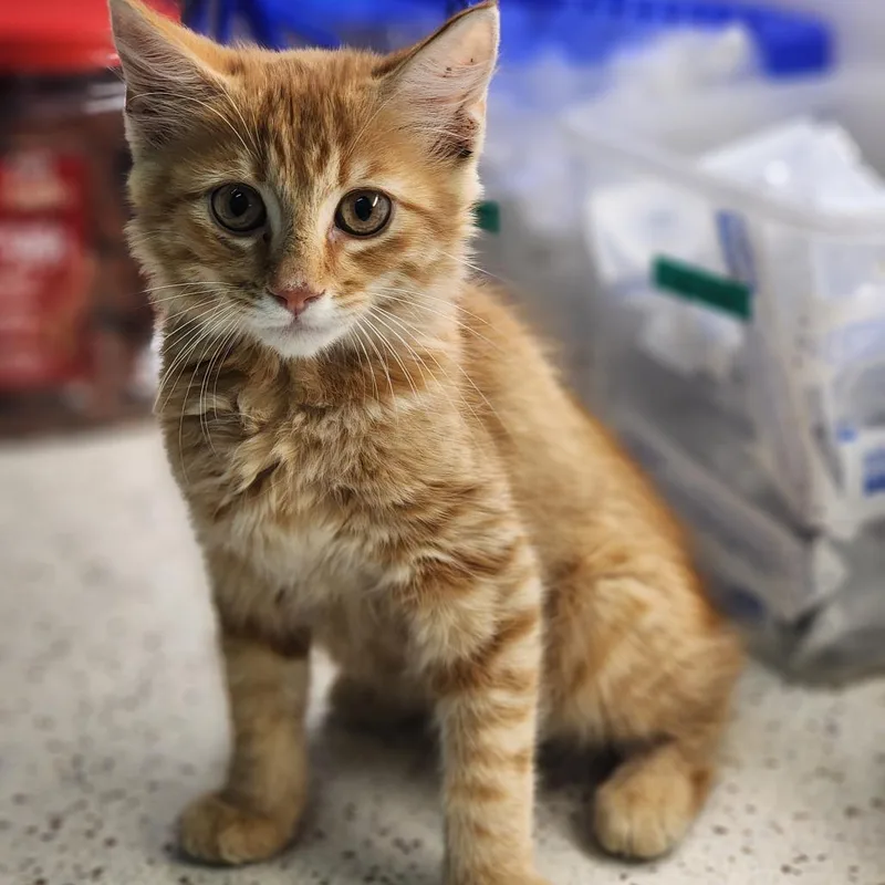 A baby small-sized female Orange / Red Domestic Short Hair cat named Joshualina for adoption in Auburn, AL