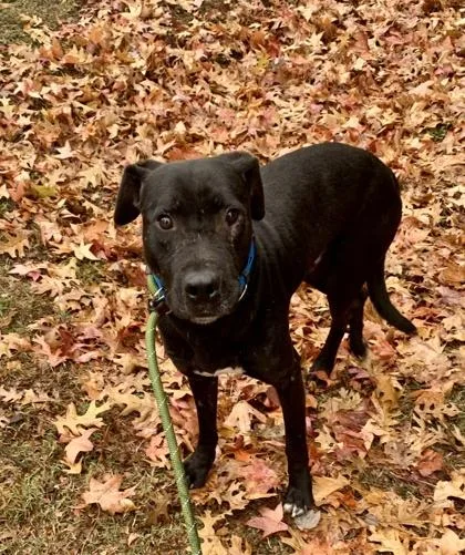 An adult large-sized male Mixed Breed dog named Trillow for adoption in Chamblee, GA
