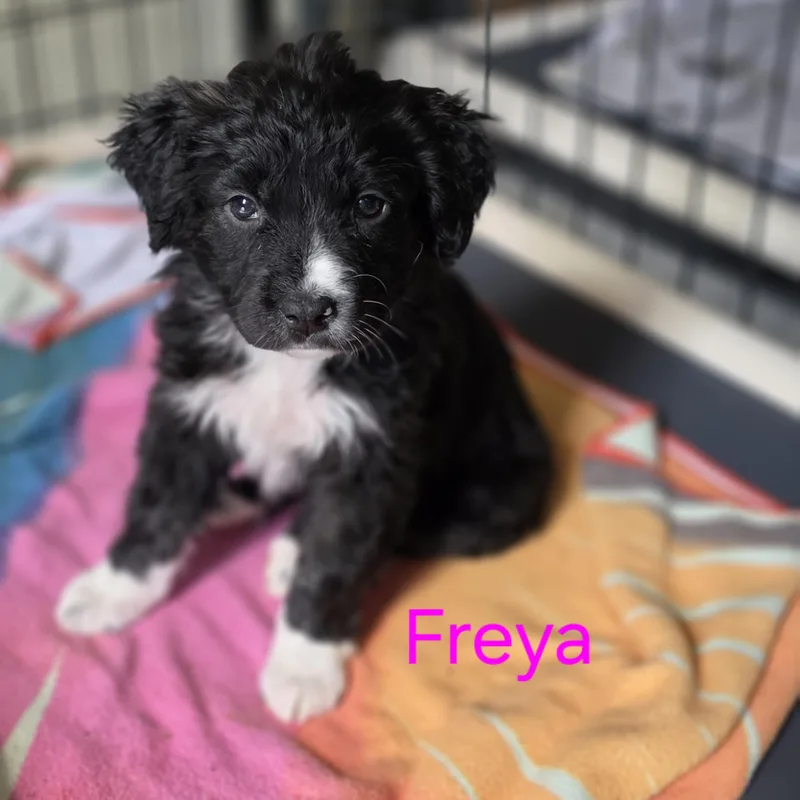A baby medium-sized female White / Cream Border Collie dog named Freya for adoption in Blairstown, NJ