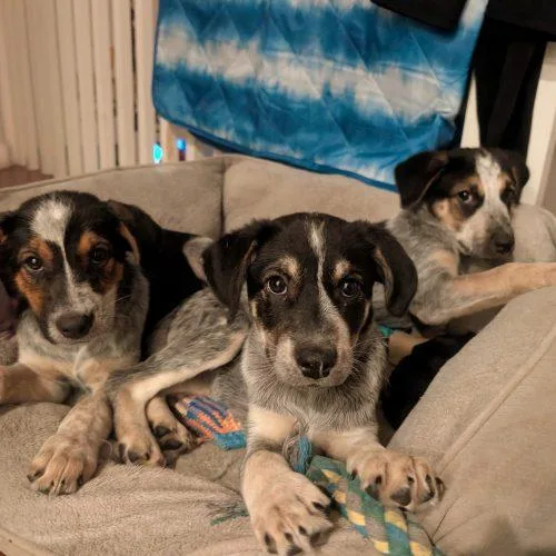 A baby small-sized female Merle (Blue) Australian Cattle Dog / Blue Heeler dog named Daisy for adoption in Fishers, IN
