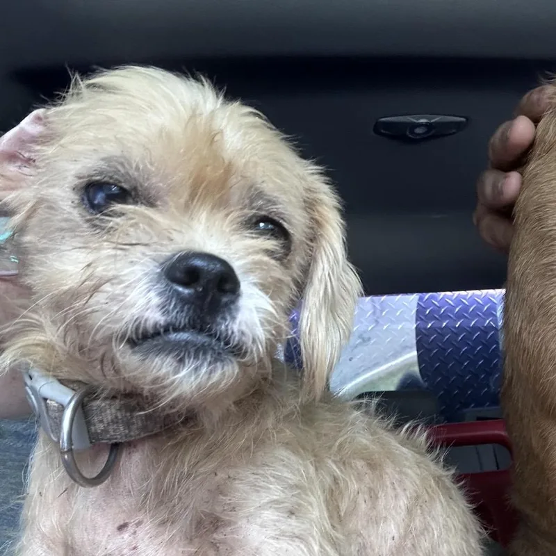 An adult small-sized male Yellow / Tan / Blond / Fawn Mixed Breed dog named Blondie for adoption in Mount Gilead, NC