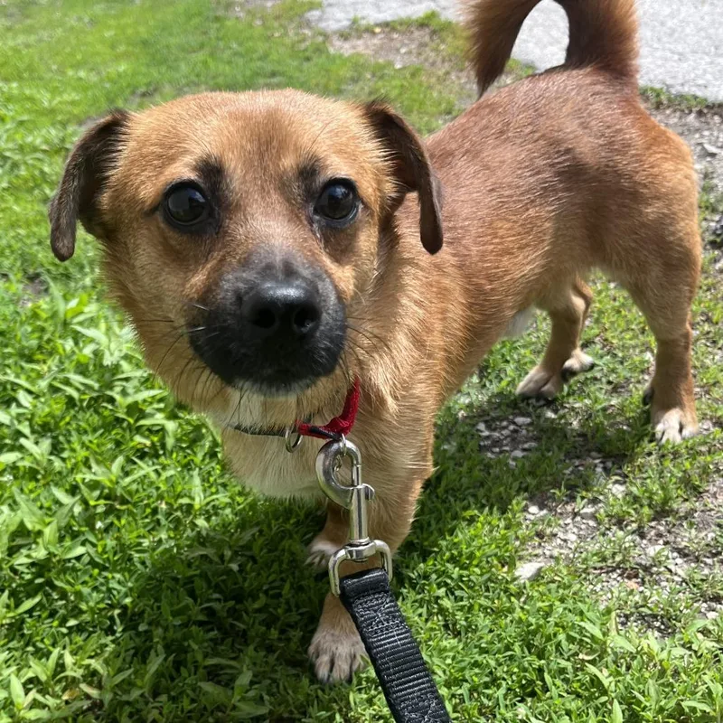 An adult small-sized male Brown / Chocolate Mixed Breed dog named Cinnamon for adoption in Oak Park, IL
