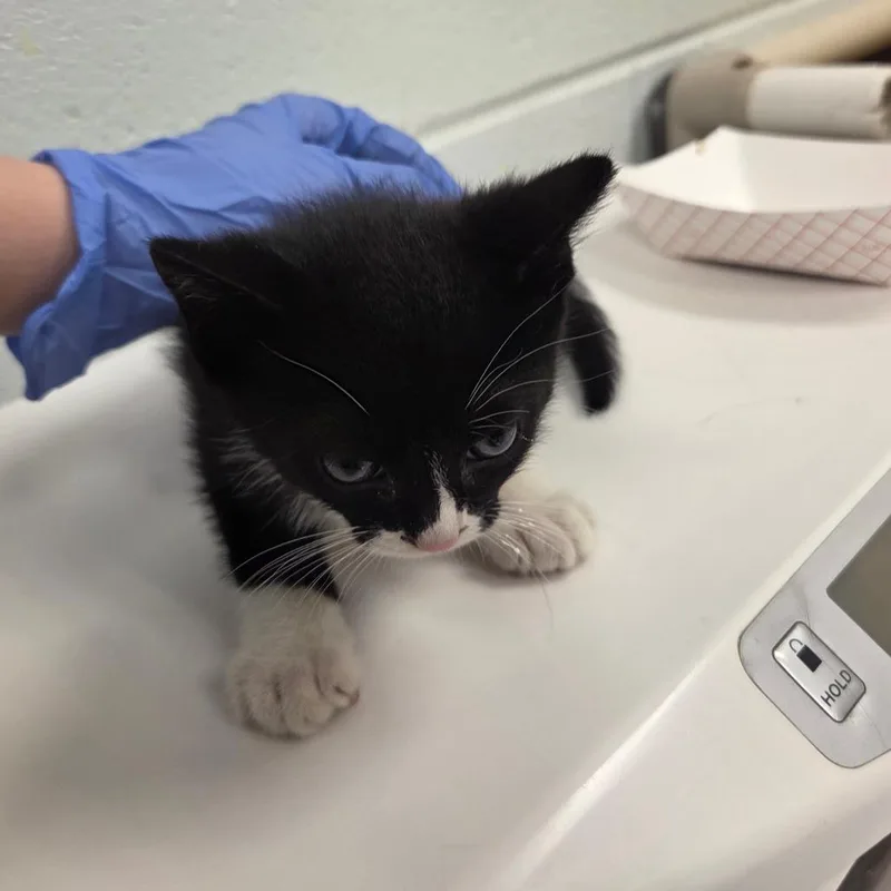 A baby small-sized male Black Domestic Short Hair cat named Lint Licker for adoption in Chattanooga, TN