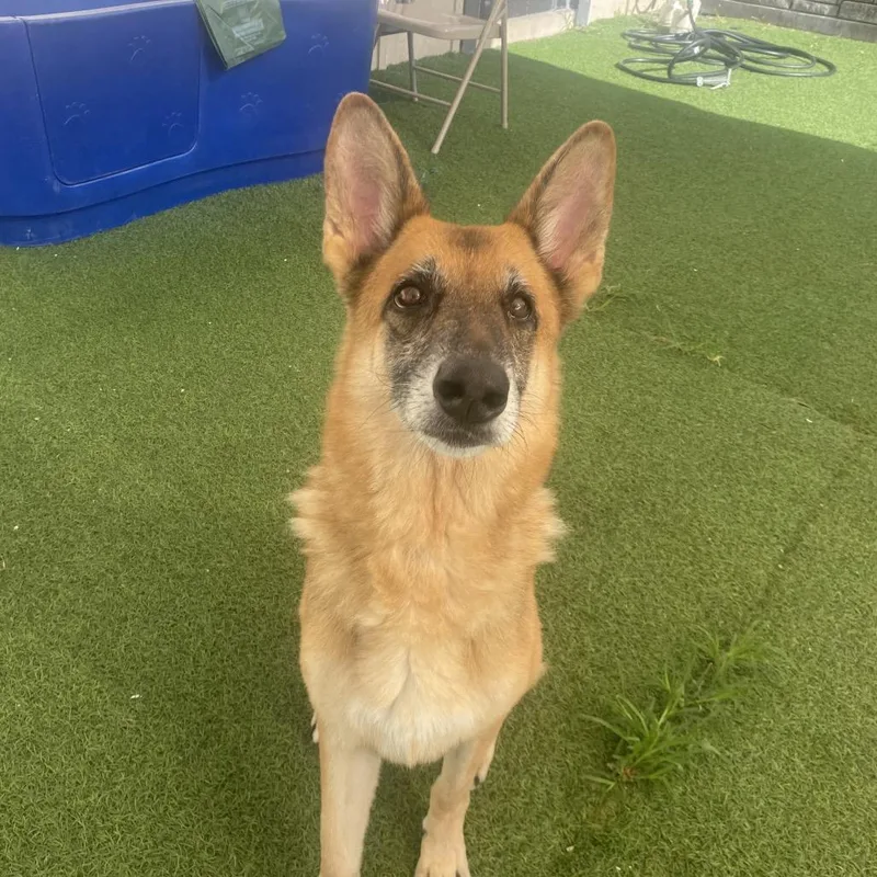 A senior medium-sized female Mixed Breed dog named Cherokee for adoption in LOXAHATCHEE, FL