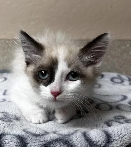 A young small-sized male Siamese cat named French Toast for adoption in Phoenix, AZ