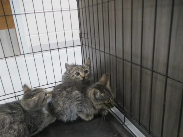 A baby small-sized female Domestic Short Hair cat named Pam for adoption in Ocala, FL