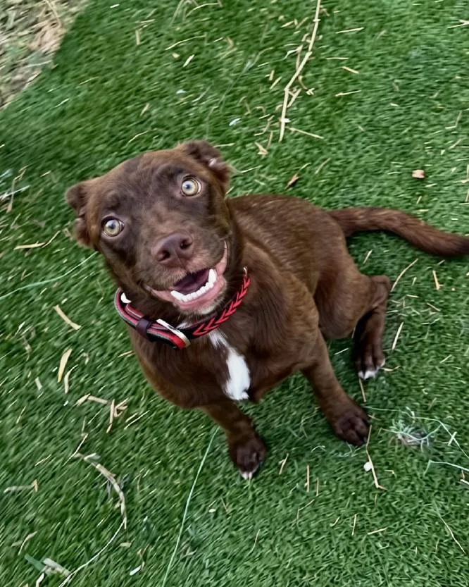 A baby small-sized female Bicolor Chocolate Labrador Retriever dog named Baby for adoption in Winsted, CT