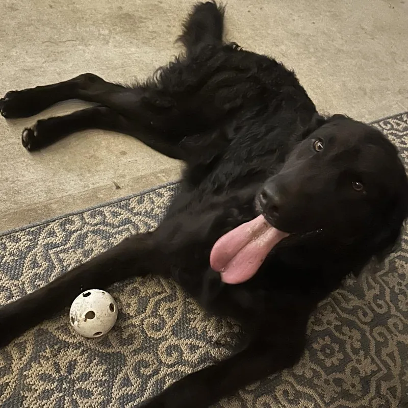 Bo