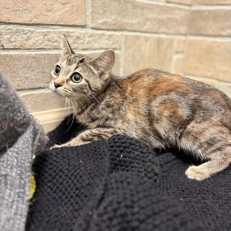 A baby small-sized female Domestic Short Hair cat named Hello Traveler for adoption in Davenport, IA
