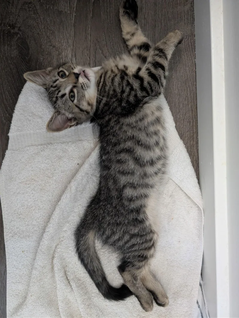 A baby small-sized male Domestic Short Hair cat named Indy for adoption in Phoenix, AZ