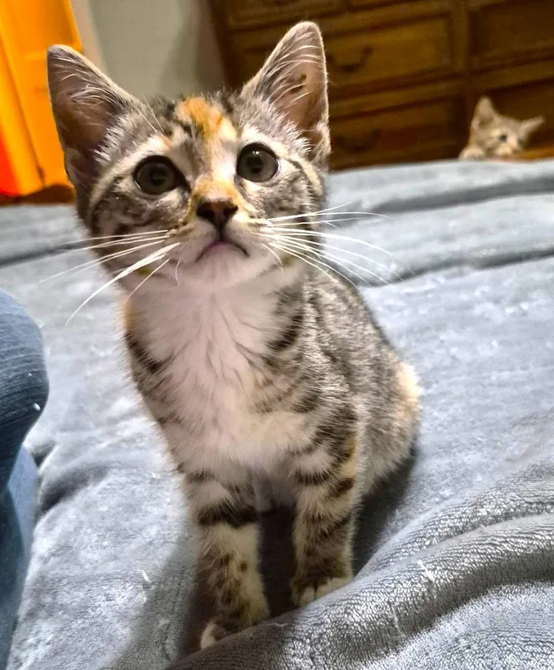 A baby medium-sized female Calico cat named Pearlygirly for adoption in Jamaica Plain, MA