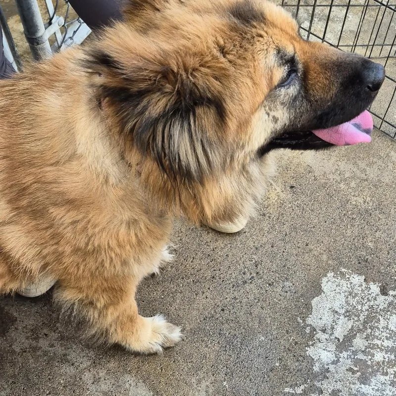 Foxy Mama!! thumbnail 2