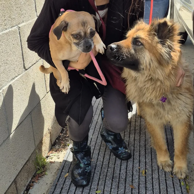 Foxy Mama!! thumbnail 3