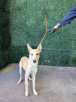 A baby medium-sized female Retriever dog named 61765339 for adoption in El Paso, TX