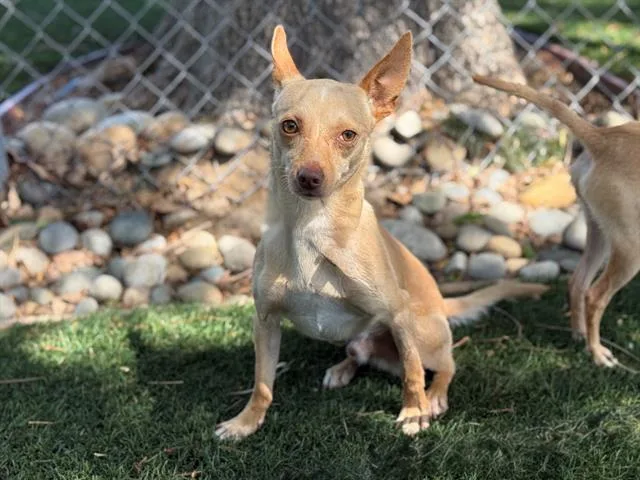 A young small-sized male Chihuahua dog named Vize for adoption in Antioch, CA
