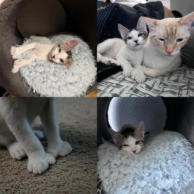A baby small-sized male Domestic Short Hair cat named Tama for adoption in Kent, WA