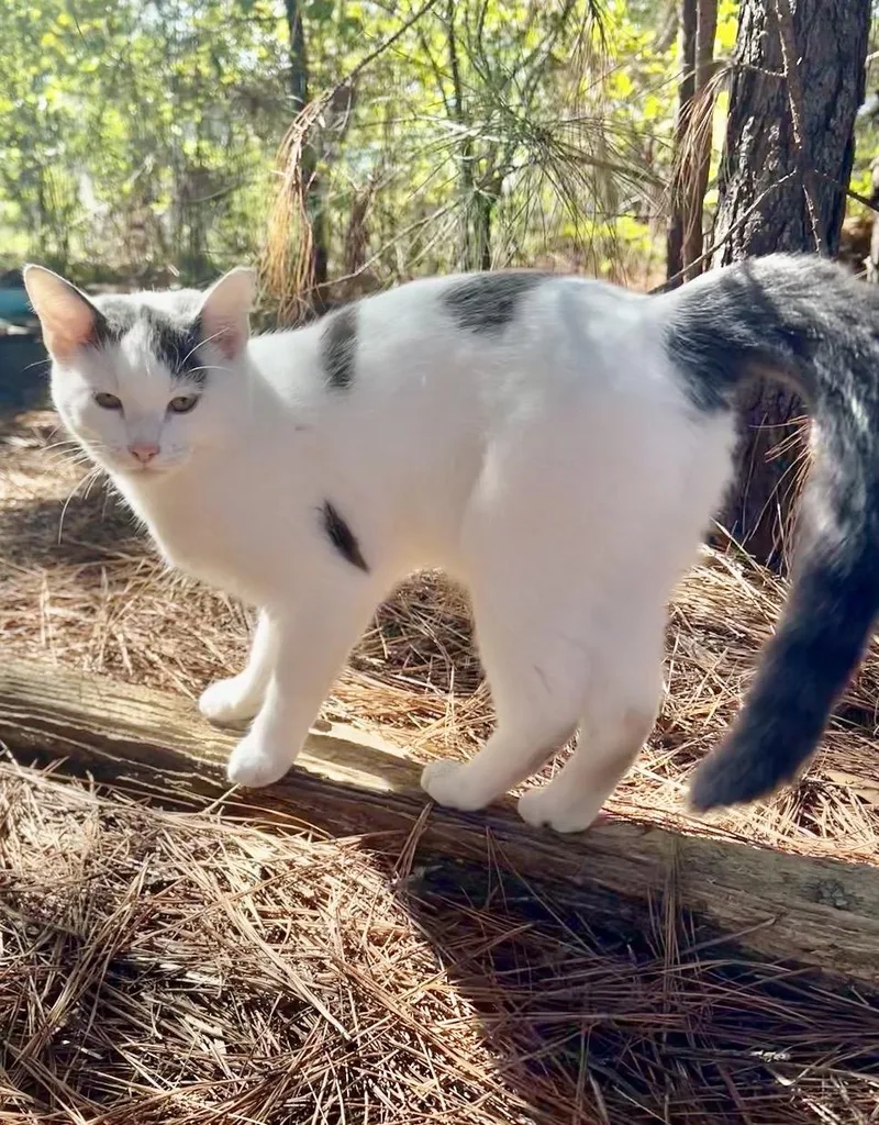 A young medium-sized male American Shorthair cat named Gus for adoption in Loganville, GA