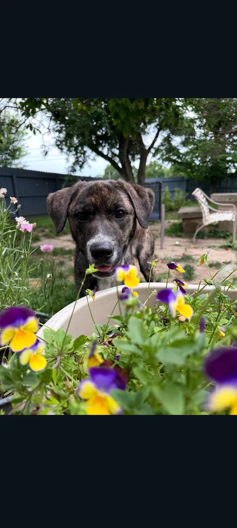 A baby large-sized female Brindle Great Pyrenees dog named Heather for adoption in Lewis Center, OH
