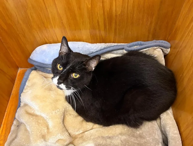 A senior large-sized male Black & White / Tuxedo Domestic Short Hair cat named Fenway for adoption in Hudson, NH