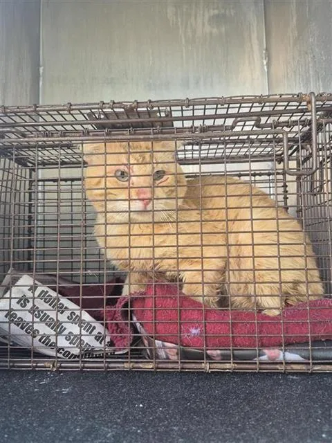An adult small-sized male Domestic Short Hair cat named Boots for adoption in San Antonio, TX
