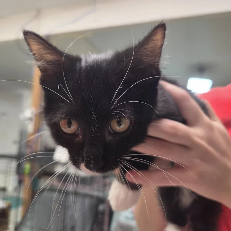 A baby small-sized male Black Domestic Short Hair cat named Rueger for adoption in Leander, TX