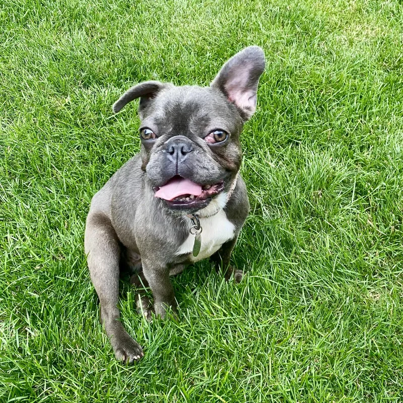 A young small-sized female French Bulldog dog named Suzy for adoption in China Township, MI