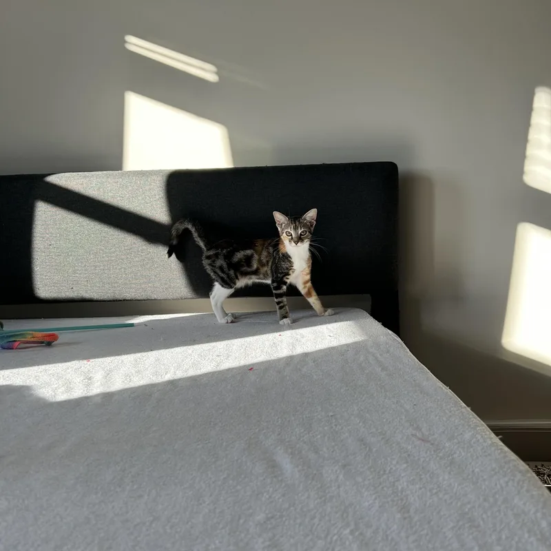 A baby medium-sized female Domestic Short Hair cat named Rosalia for adoption in Easley, SC