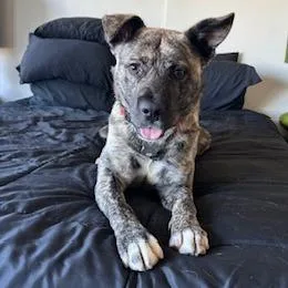 An adult medium-sized male Brindle Mixed Breed dog named Buck for adoption in Falls Church, VA