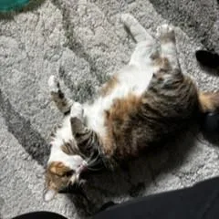 Flossie thumbnail 4