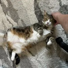 Flossie thumbnail 5