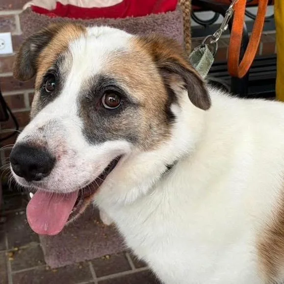 A young medium-sized male White / Cream Mixed Breed dog named Teddy for adoption in Bennettsville, SC