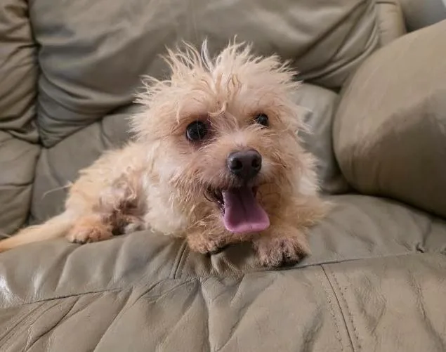 A young small-sized male Apricot / Beige Miniature Poodle dog named Pip for adoption in Manvel, TX