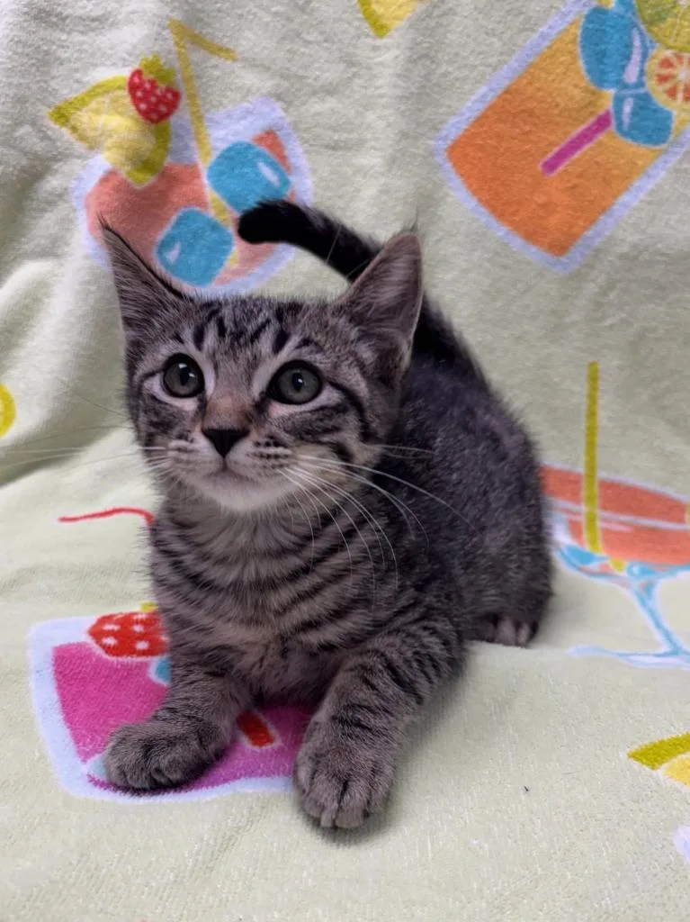 A baby medium-sized male Domestic Short Hair cat named Pistachio for adoption in Vacaville, CA