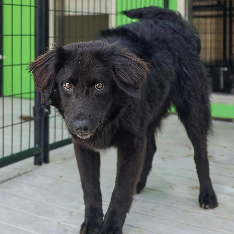 A young medium-sized female Black Retriever dog named Lyra for adoption in Bradenton, FL