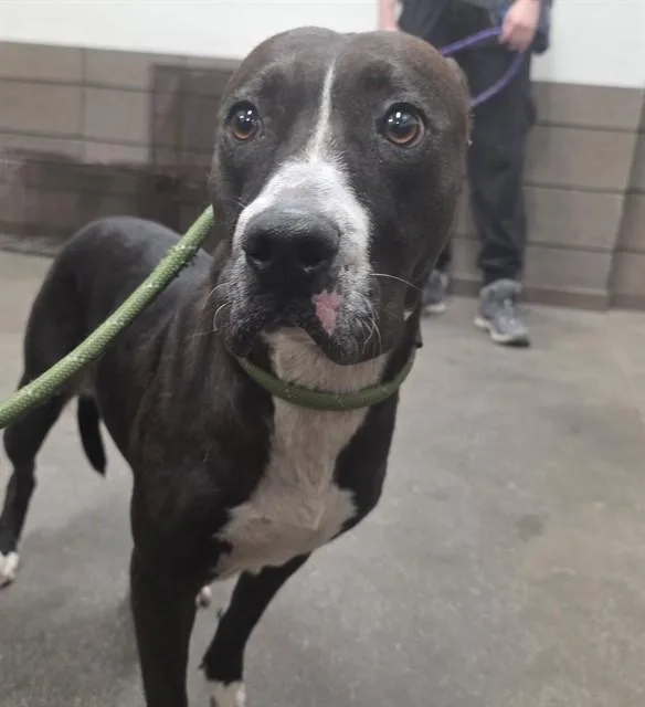 An adult medium-sized female Pit Bull Terrier dog named Paddy for adoption in Tucson, AZ