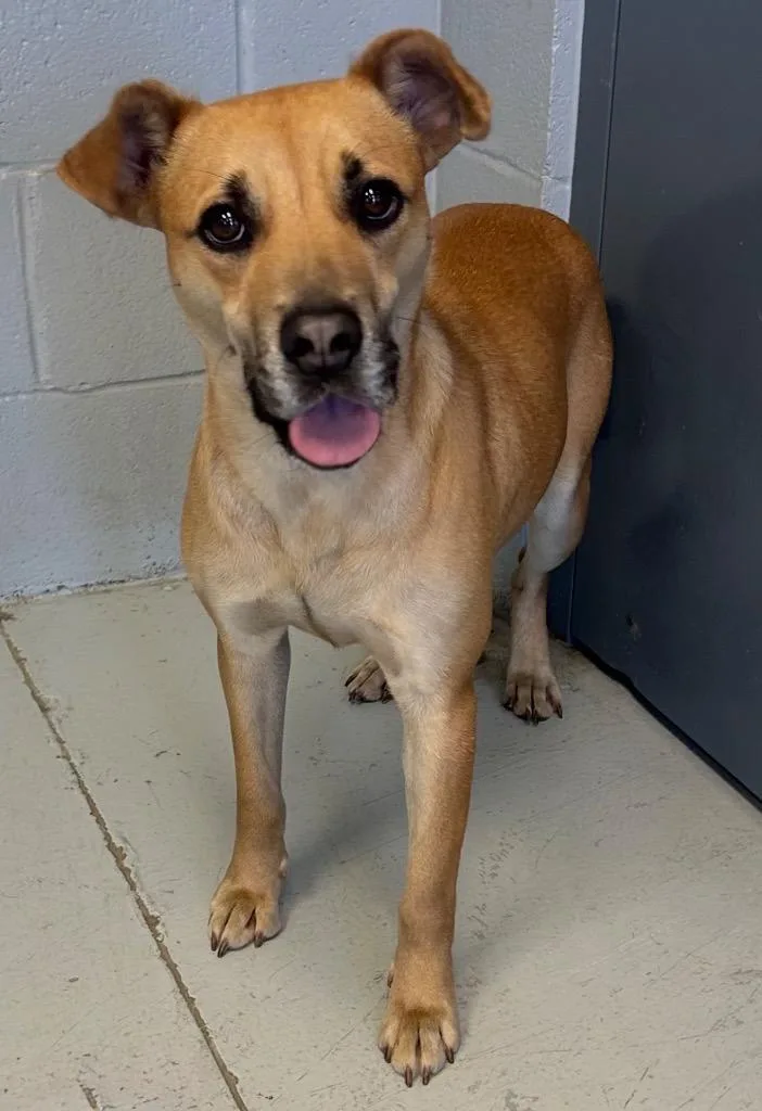 A baby medium-sized female Labrador Retriever dog named Royce for adoption in Greenwood, MS