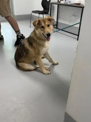 A young large-sized female German Shepherd Dog dog named Miami for adoption in Cumming, GA